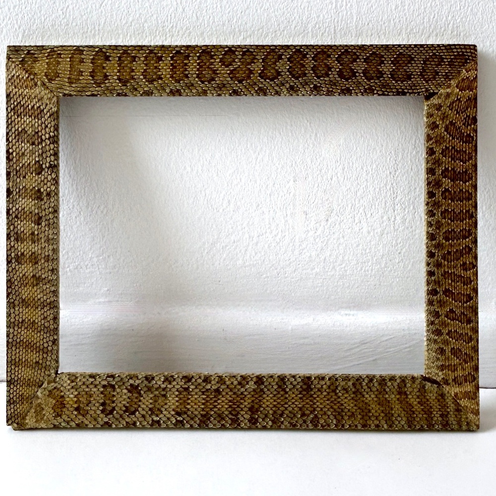 Rare Vintage REAL Western Diamondback Rattlesnake Frame 11 in. x 13 1/2 in.